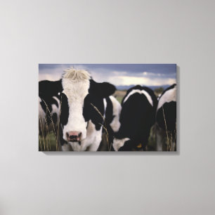 Impressão Em Tela Vacas 2