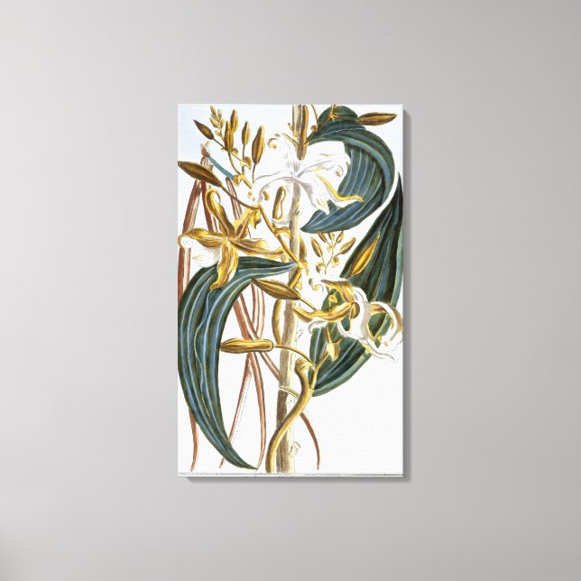 Impressão Em Tela Vacas de baunilha, placa 65, de "Coleção Precieuse (Frente)