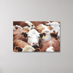 Impressão Em Tela Vacas em uma cerca