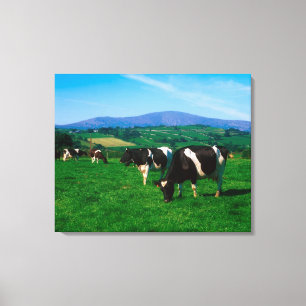 Impressão Em Tela Vacas Holstein-Frísia perto de Borris, condado