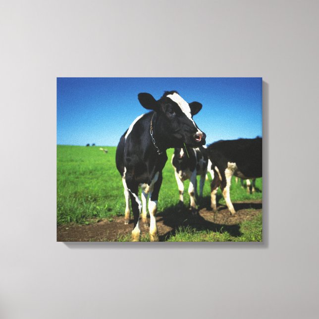Impressão Em Tela Vacas Holstein num campo (Frente)