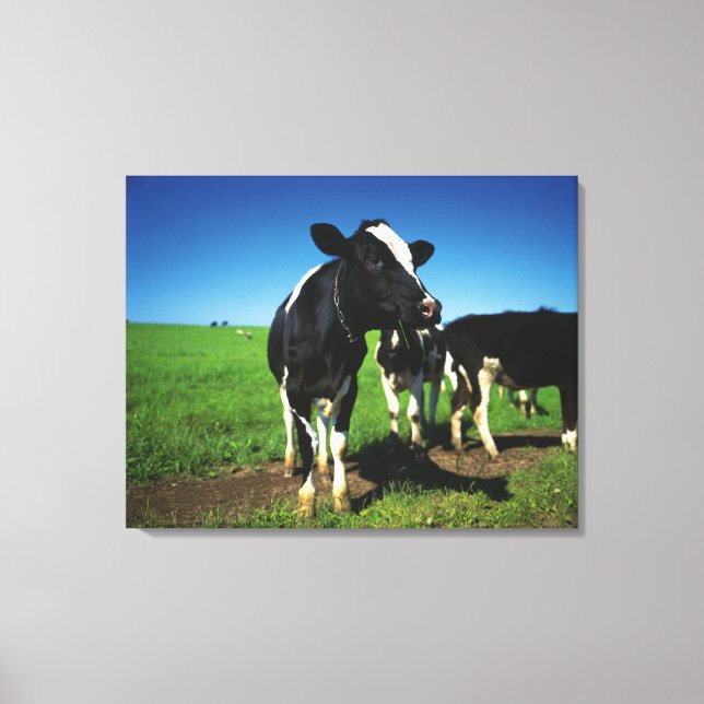 Impressão Em Tela Vacas Holstein num campo (Frente)