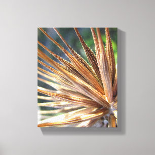 Impressão Em Tela Vagem Spiky da semente do Salsify