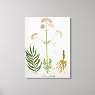 Impressão Em Tela Valerian de "Phytographie Medicale" pelo Ro de