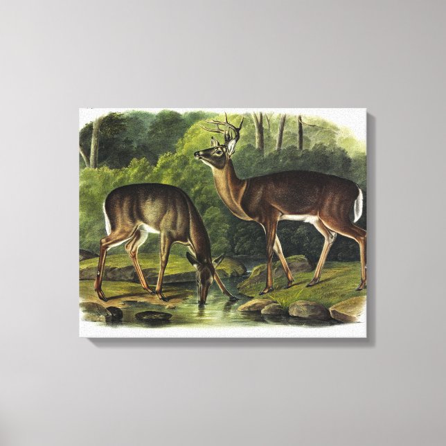 Impressão Em Tela Veado comum (branco) - Quadrupedes de Audubon (Frente)