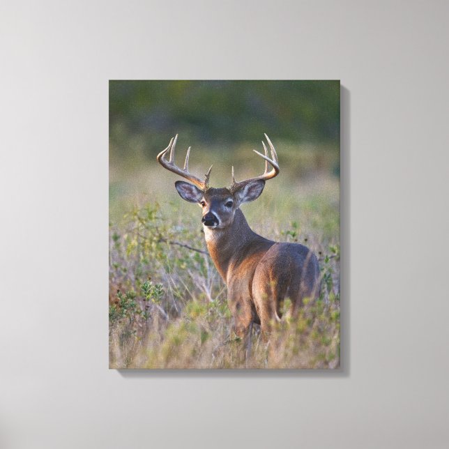 Impressão Em Tela veado-de-cauda-branca Odocoileus virginianus (Frente)