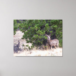 Impressão Em Tela Veado-mula no Deserto do Colorado