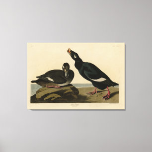 Impressão Em Tela Velvet Duck - das Aves da América de Audubon