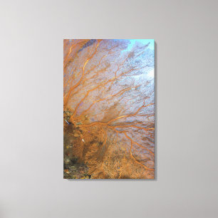 Impressão Em Tela Ventilador gigante gorgoniano (Plexauridae sp.)