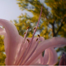 Impressão Em Tela Verão