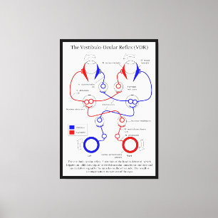 Impressão Em Tela Vestibulo Ocular Reflex VOR Olho Movimento Estabil