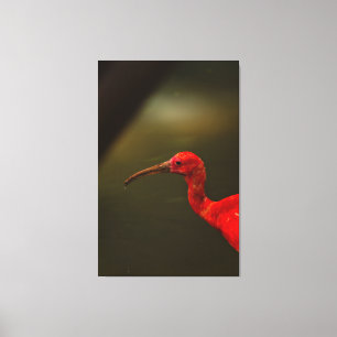Impressão Em Tela Vibrant Scarlet Ibis Portrait in Profile