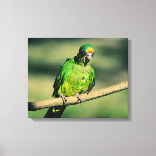 Impressão Em Tela Vibrant Tropical Green Parrot Perched on a Branch