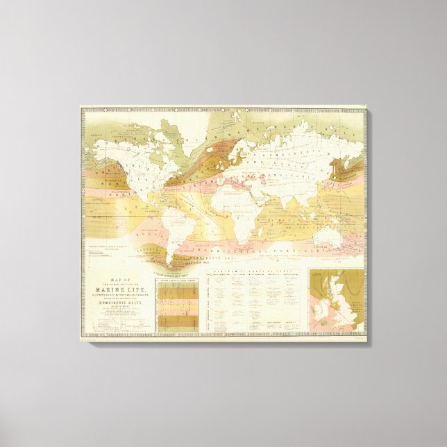 Impressão Em Tela Vida marinha (Frente)