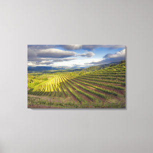 Impressão Em Tela Vineyard. Vale Napa. Napa. Condado de Napa,