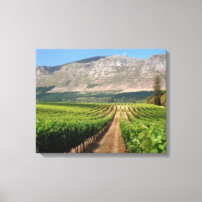 Impressão Em Tela Vinhas da Propriedade Vinícola Groot Constantia (Frente)