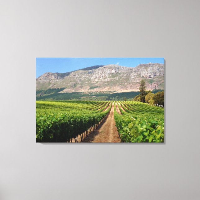 Impressão Em Tela Vinhas da Propriedade Vinícola Groot Constantia (Frente)