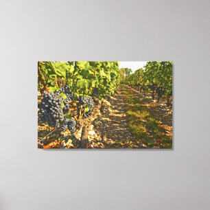 Impressão Em Tela Vinhas de Cabernet Sauvignon em uma fileira na