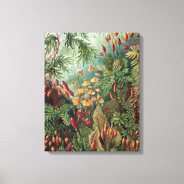 Impressão Em Tela Vintage Ernst Haeckel Moss Poster (Frente)