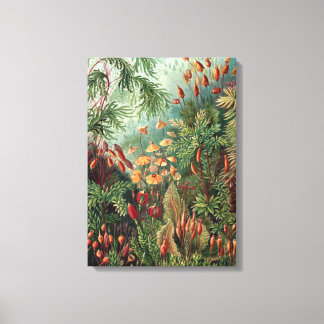 Impressão Em Tela Vintage Ernst Haeckel Moss Poster