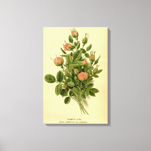 Impressão Em Tela Vintage Floral Laranja Pompon Rosa Nature Botânico