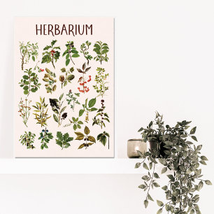 Impressão Em Tela Vintage Herbarium Green Plant Chart