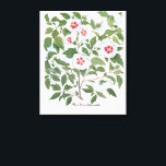 Impressão Em Tela Vintage Hibiscus Flowers de Basilius Besler<br><div class="desc">Ilustração de safra com design botânica apresentando flores de hibisco brancas e cor-de-rosa florescentes tropicais (também conhecida como maré-rosa) de "Hortus Eystettensis" por Basilius Besler, 1613. Besler era um respeitado apoteário e botânico de Nuremberg, mais conhecido por seu "Hortus Eystettensis", traduzido significa "O Jardim de Eichstätt". Foi curador do jardim...</div>