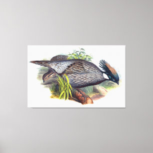Impressão Em Tela Vintage Koklass Pheasant Bird