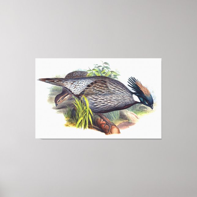 Impressão Em Tela Vintage Koklass Pheasant Bird (Frente)