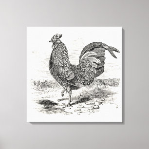 Impressão Em Tela Vintage Kulm Fowl Rooster Chicken