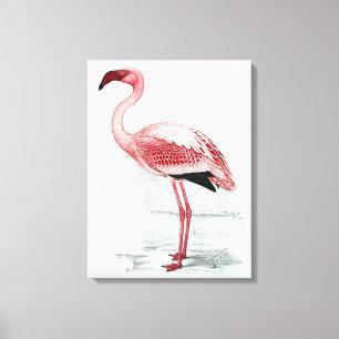 Impressão Em Tela Vintage Lesser Flamingo Claude Gibney Finch Davies