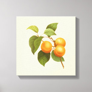Impressão Em Tela Vintage Orange Apricots Desenho De Aquarela