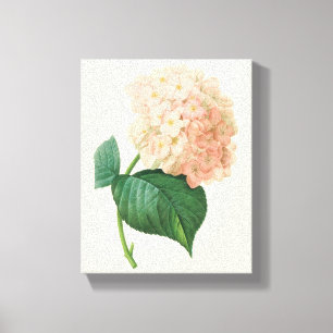 Impressão Em Tela Vintage Pink Hydrangea Hortensia Flower por Redout