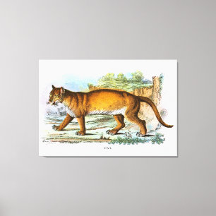 Impressão Em Tela Vintage Puma Animal Illustration