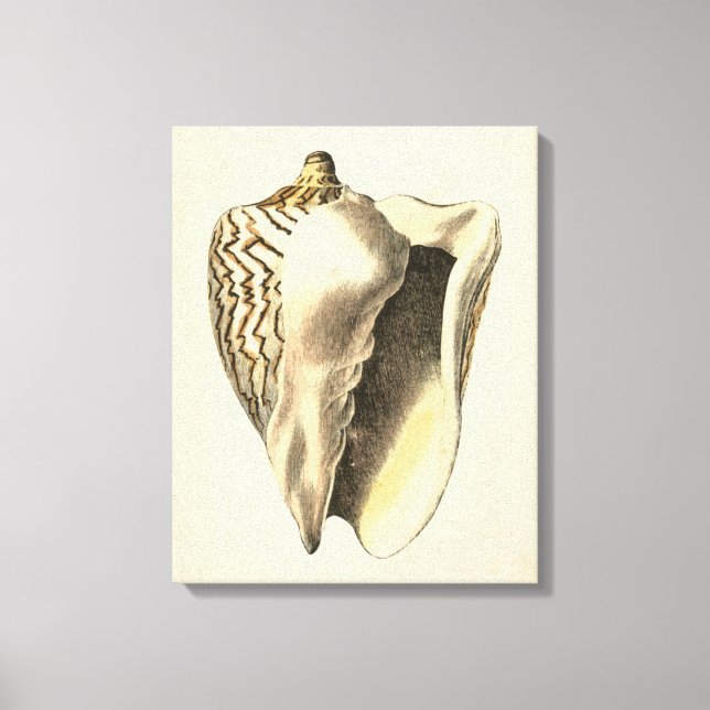 Impressão Em Tela Vintage Sepia Conch Shell (Frente)