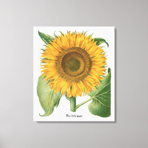 Impressão Em Tela Vintage Sunflower Flower por Basilius Besler