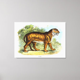Impressão Em Tela Vintage Tiger Animal Illustration