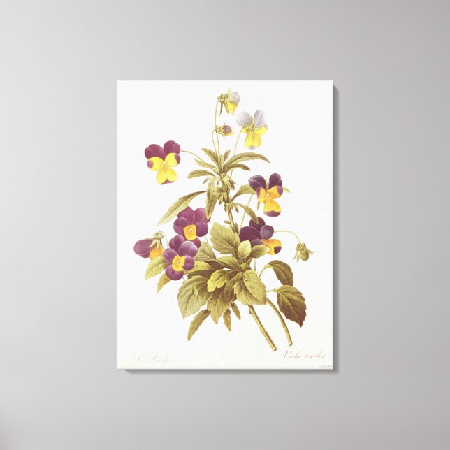 Impressão Em Tela Viola Tricolor (Frente)