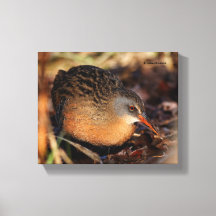 Virginia Rail no Underbrush