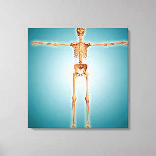 Impressão Em Tela Visão Frontal Do Sistema Esqueletal Humano