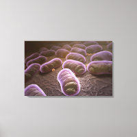 Visão microscópica das bactérias