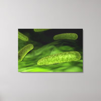 Visão Microscópica Das Bactérias 1