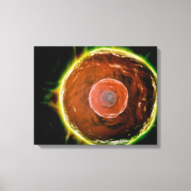 Impressão Em Tela Visão Microscópica Das Células B Humanas 2 (Frente)