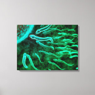 Impressão Em Tela Visão Microscópica De Esperma Nadando Em Direção A