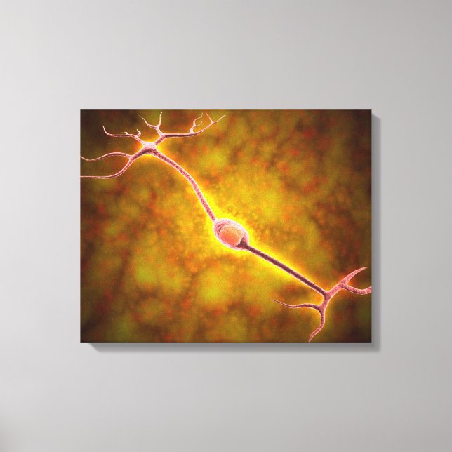 Impressão Em Tela Visão Microscópica De Neurônio Bipolar (Frente)