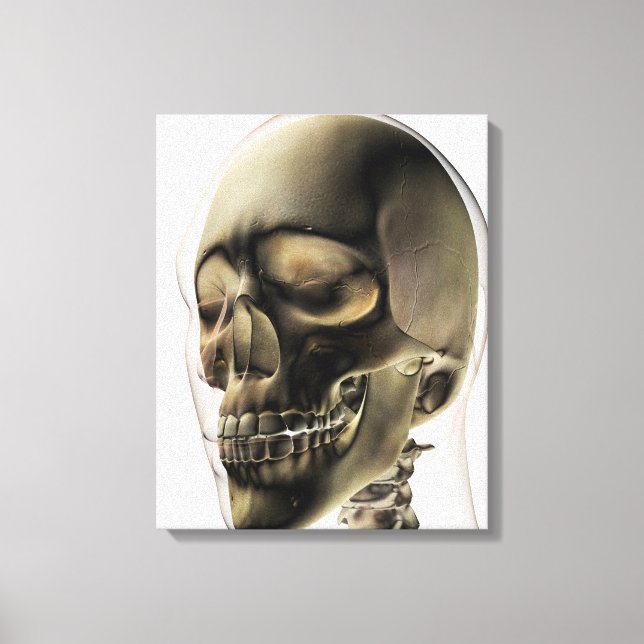 Impressão Em Tela Visão Tridimensional Do Crânio Humano E Dentes (Frente)