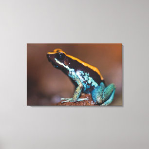 Impressão Em Tela Vittatus de Phyllobates, um sapo da seta do veneno