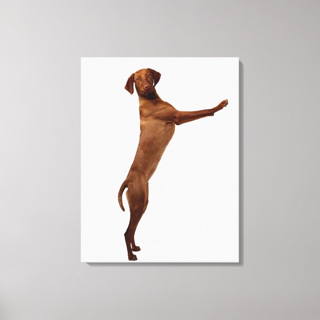Impressão Em Tela Vizsla Dog (Frente)