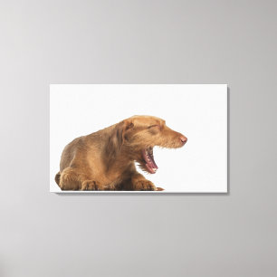 Impressão Em Tela Vizsla que boceja na frente da terra da parte