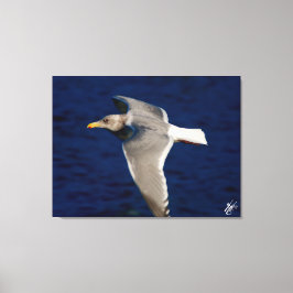 Impressão Em Tela Voo de médio de gaivota na Baía de Musmall Bay